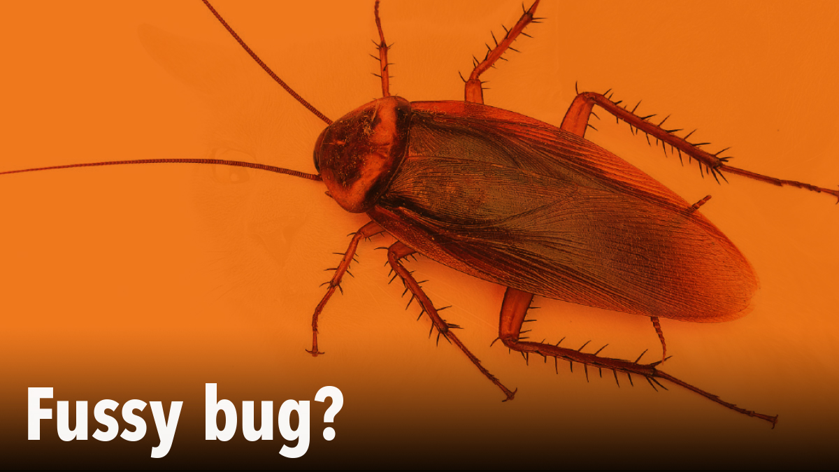 Fussy bugs in PPC magazine Fussy bugs in PPC magazine